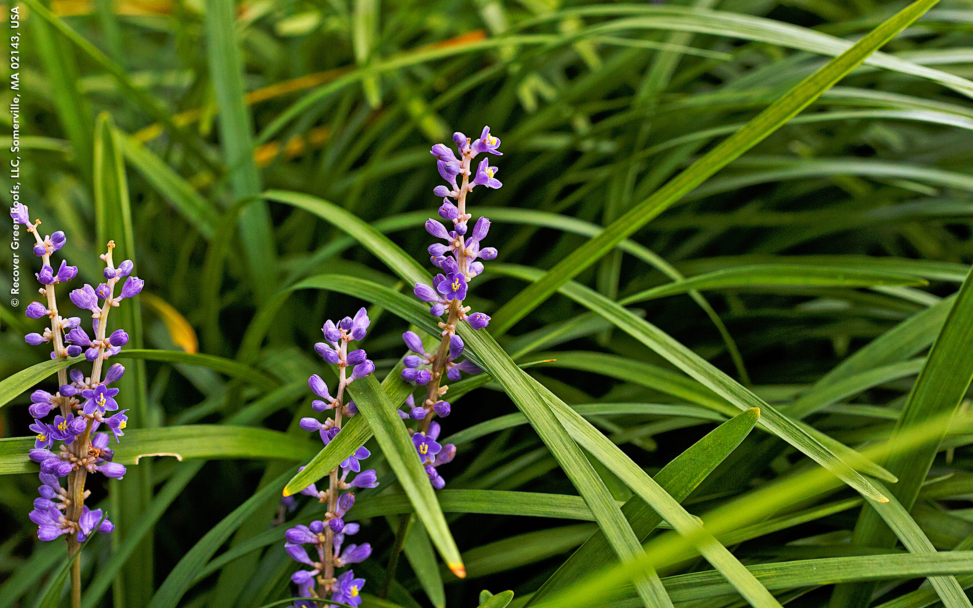 Colourful perennials add vibrancy. Purple flowers amidst grasses